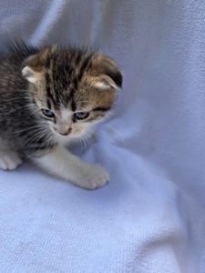 Котик