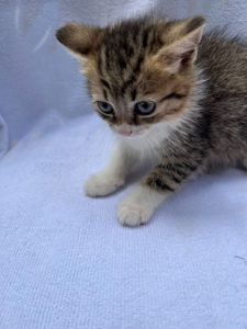 Котик