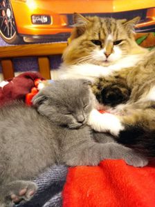 Котик