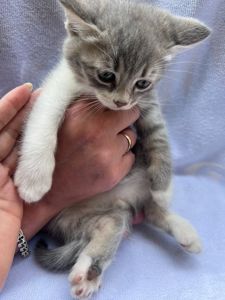 Котик