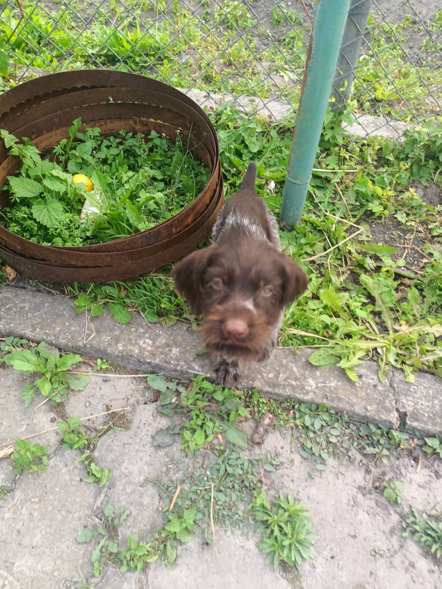 Роллі