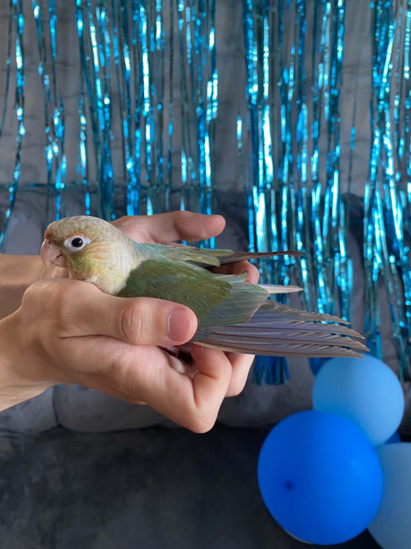 Пиррура / Пірура Pyrrhura Conure Turquoise Cinnamon