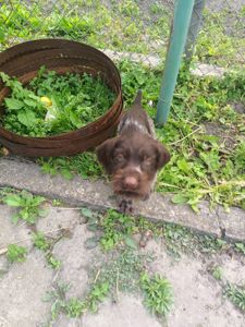 Роллі