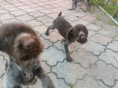 Роллі