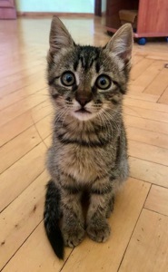 Кошенята в добрі руки