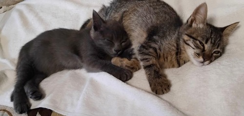 Кошенята в добрі руки