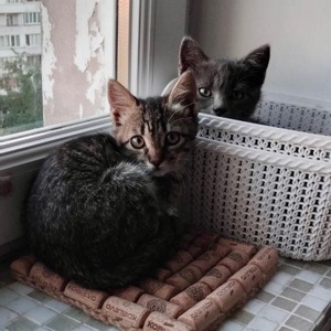 Кошенята в добрі руки