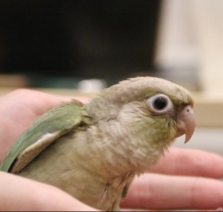 Пиррура / Пірура Pyrrhura Conure Turquoise Cinnamon