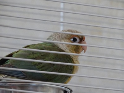 Пиррура / Пірура Pyrrhura Conure Turquoise Cinnamon