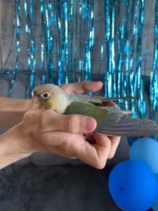 Пиррура / Пірура Pyrrhura Conure Turquoise Cinnamon