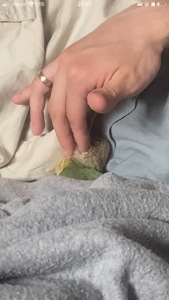 Пиррура / Пірура Pyrrhura Conure Turquoise Cinnamon