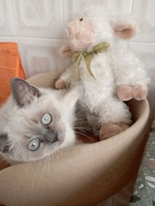 Плюшеві шотландські дівчатка