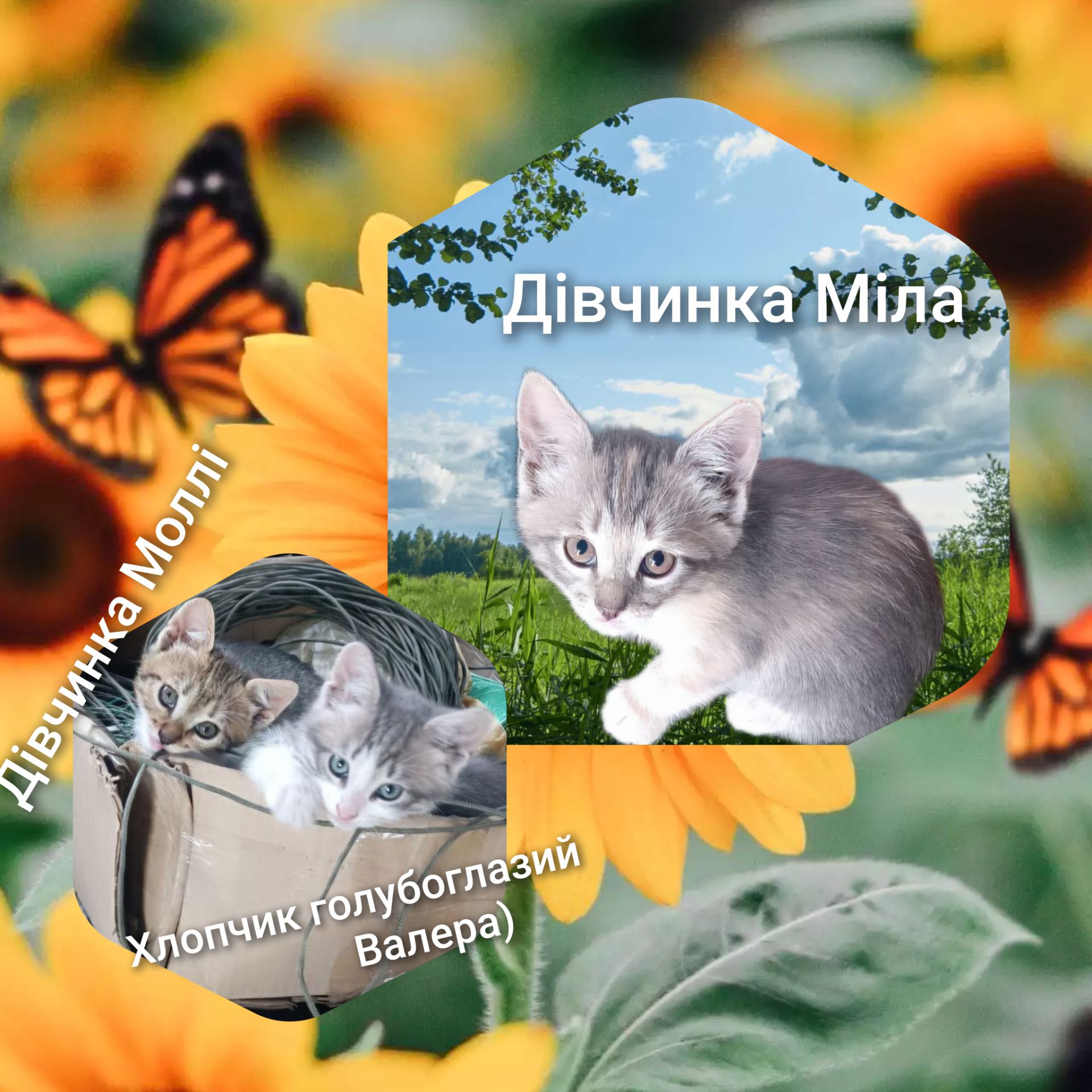 Кошеня метис