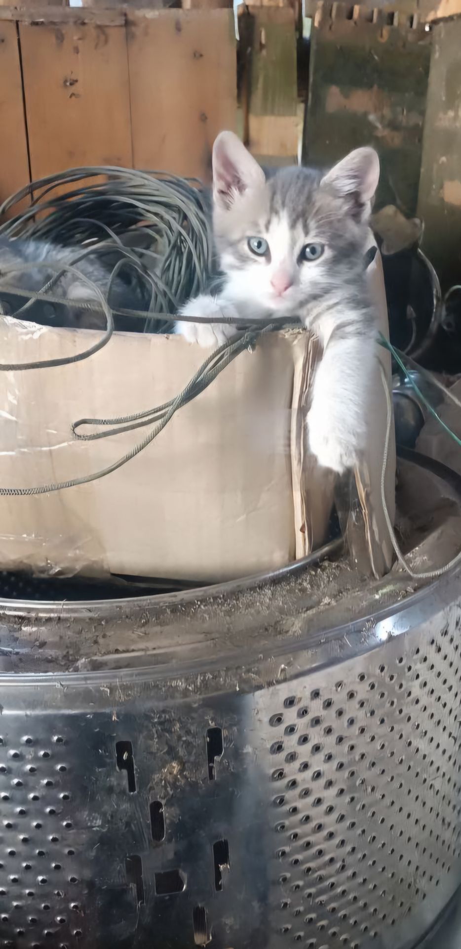 Кошеня метис