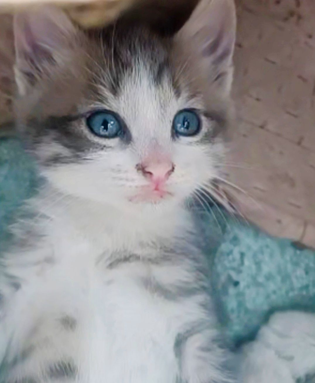 Кошеня метис