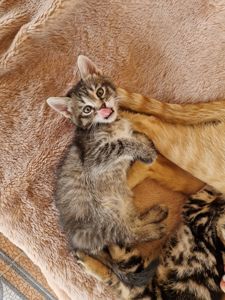 Балуване Шовкове на дотик Кошеня 1 місяць Дівча