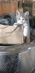 Кошеня метис
