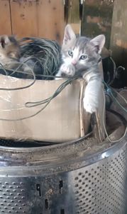 Кошеня метис