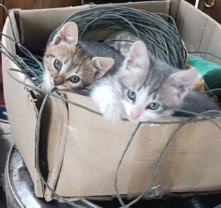 Кошеня метис