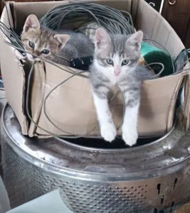 Кошеня метис