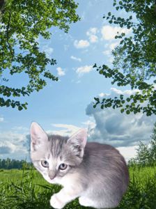 Кошеня метис