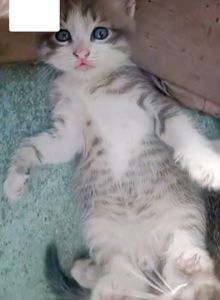 Кошеня метис