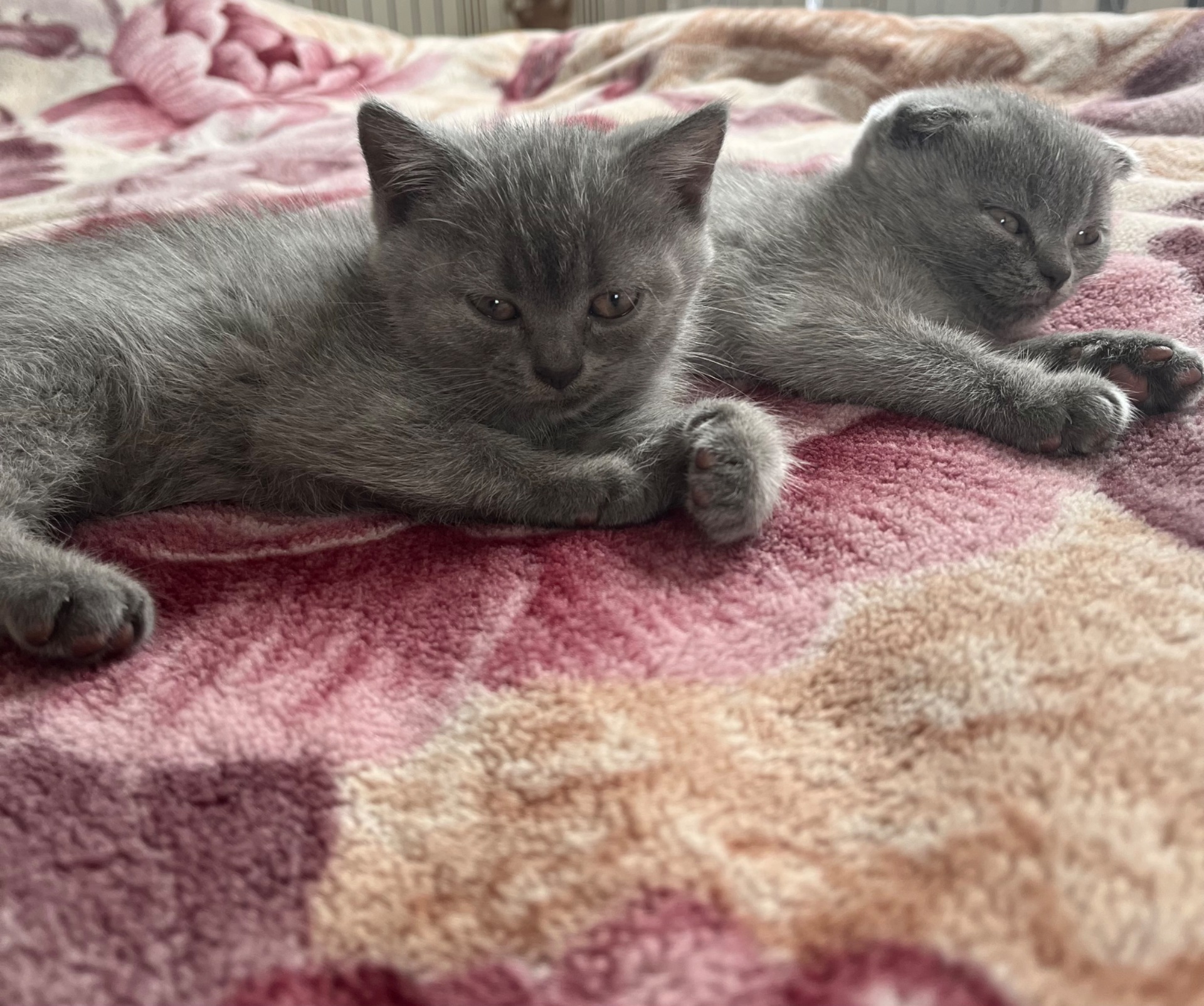 Кошенята британка, британці, британська короткошерста