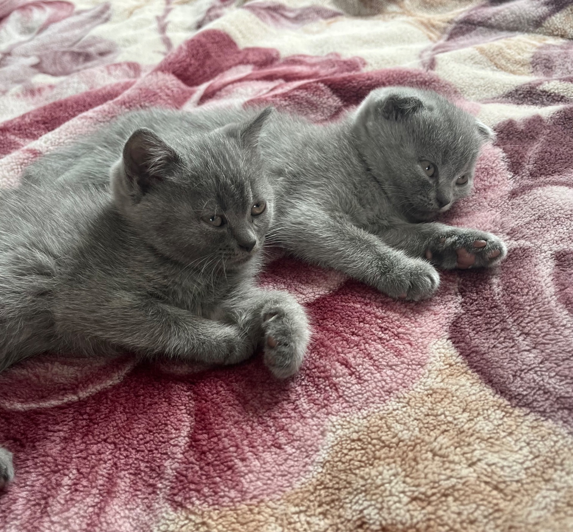 Кошенята британка, британці, британська короткошерста