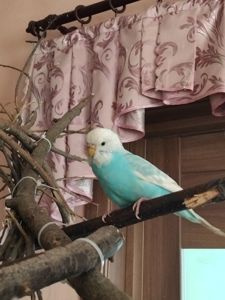 Продам самку хвилясту