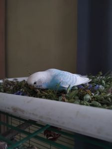 Продам самку хвилясту
