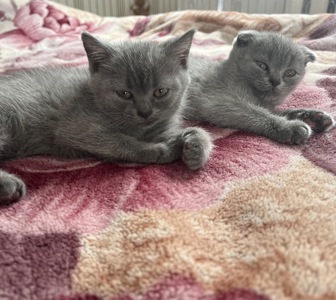 Кошенята британка, британці, британська короткошерста