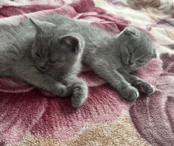 Кошенята британка, британці, британська короткошерста