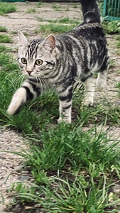 Котик американская короткошетстная порода