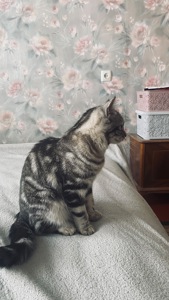 Котик американская короткошетстная порода