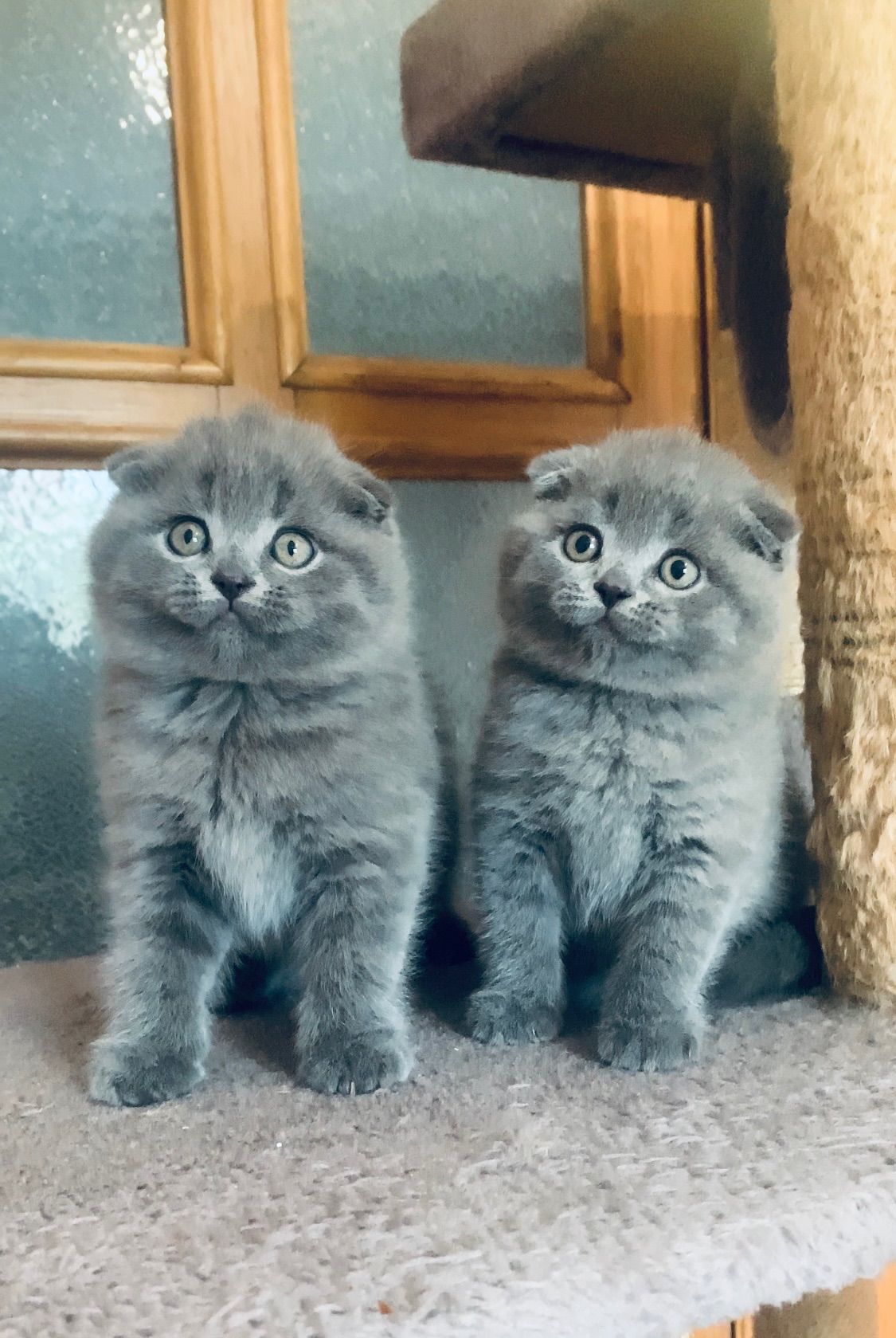 Шотландська милота
