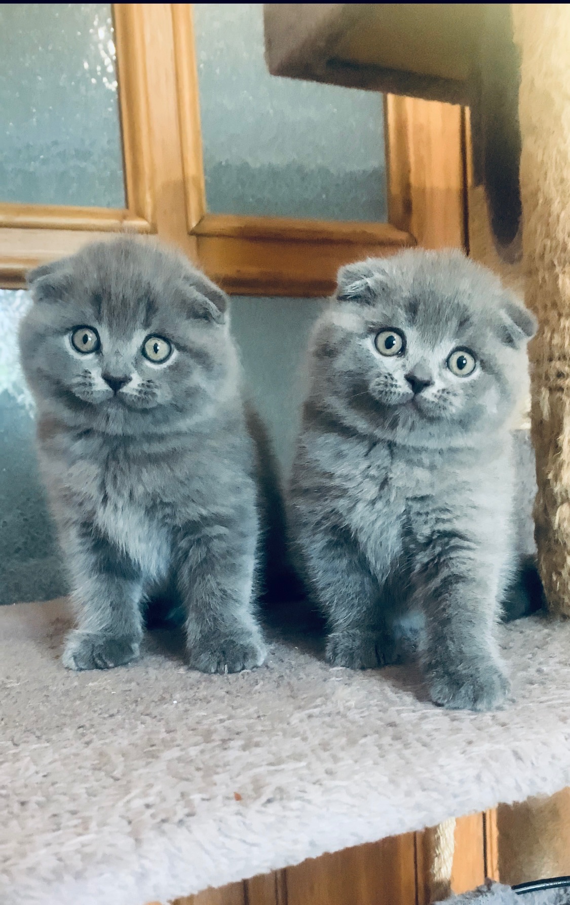 Шотландська милота