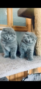 Шотландська милота