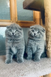 Шотландська милота
