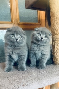 Шотландська милота