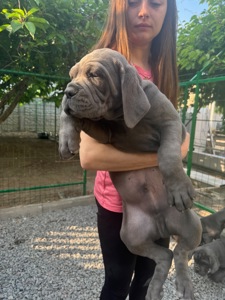 Щенки Кане Корсо