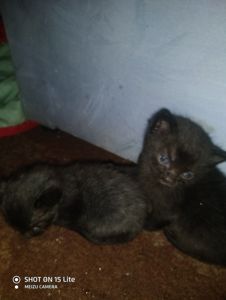 котенок