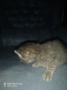 котенок