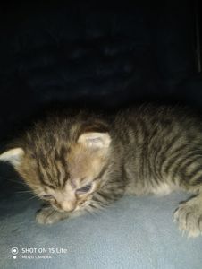 котенок
