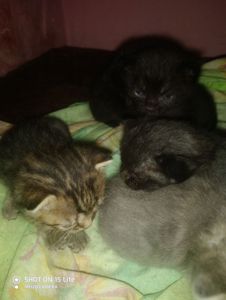 котенок