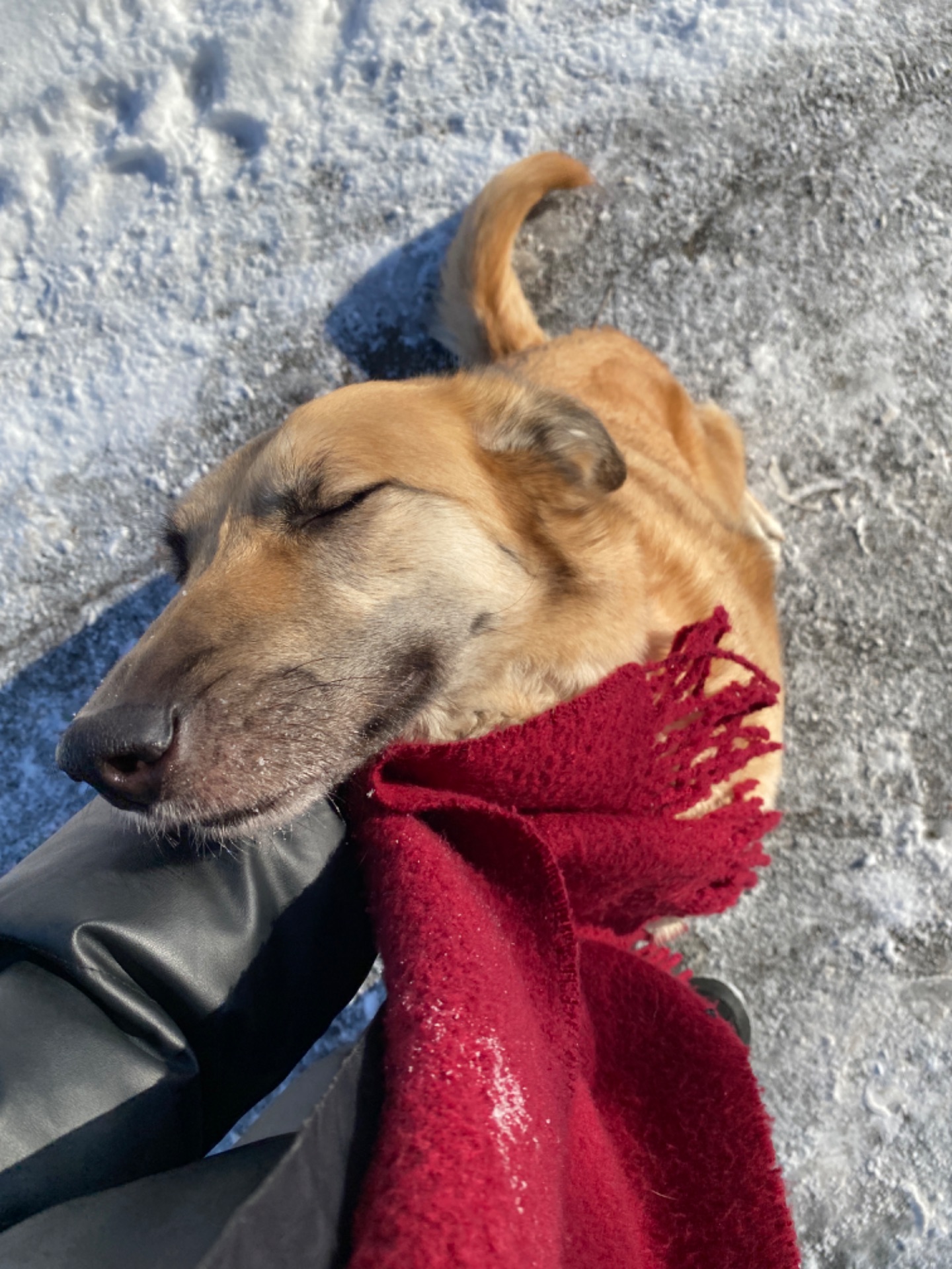 Собачка в добрі руки