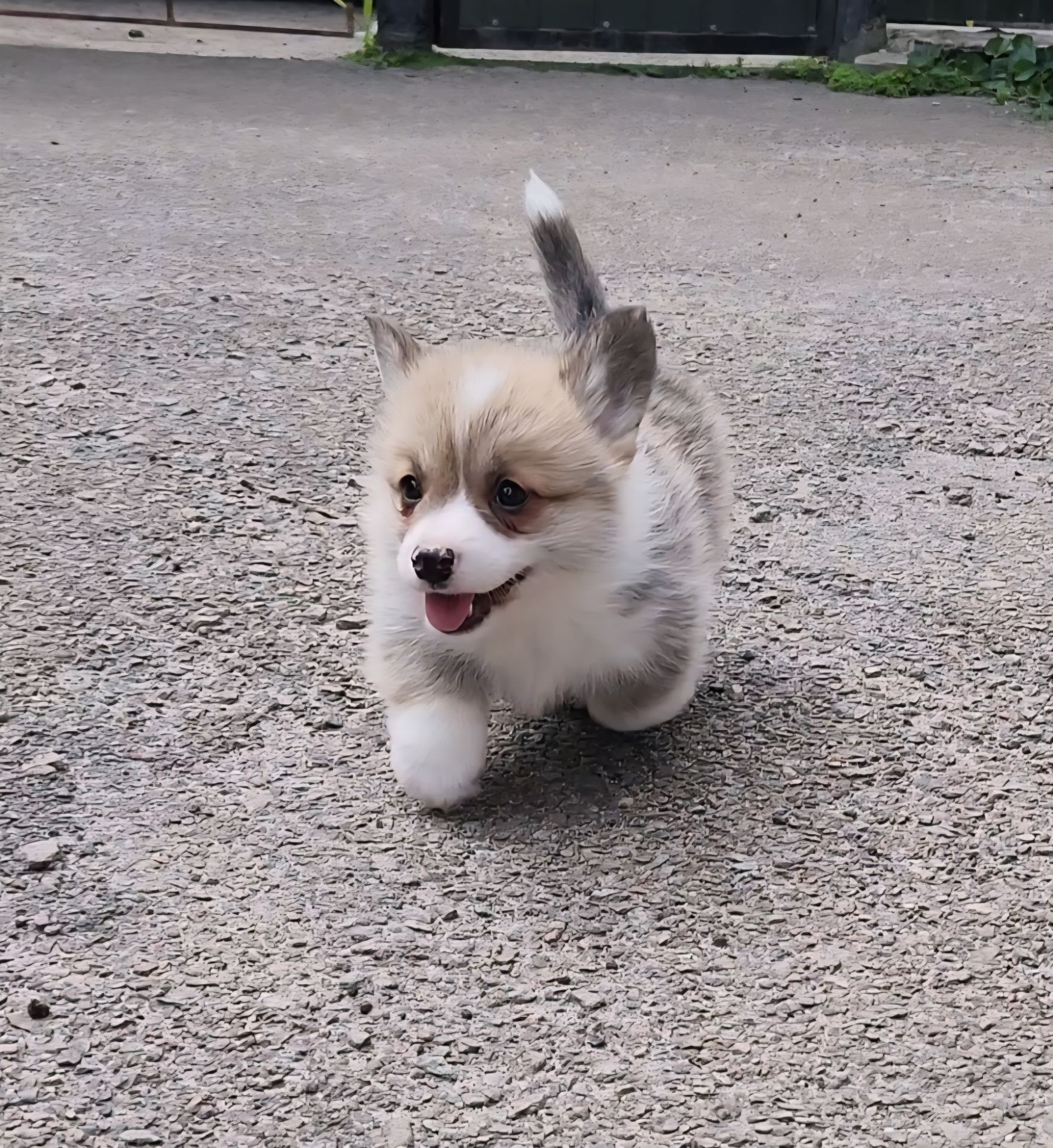 Малюки Вельш Коргі Пемброк