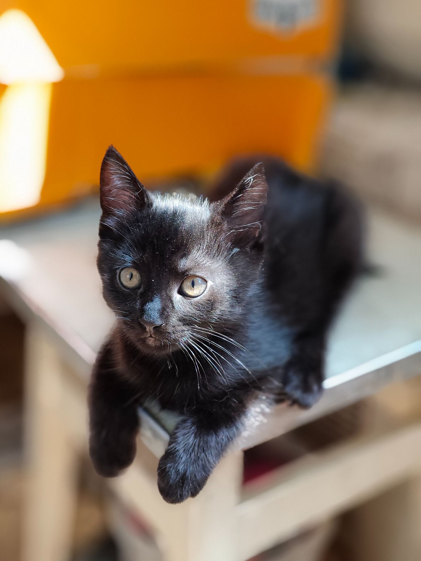 Кошеня