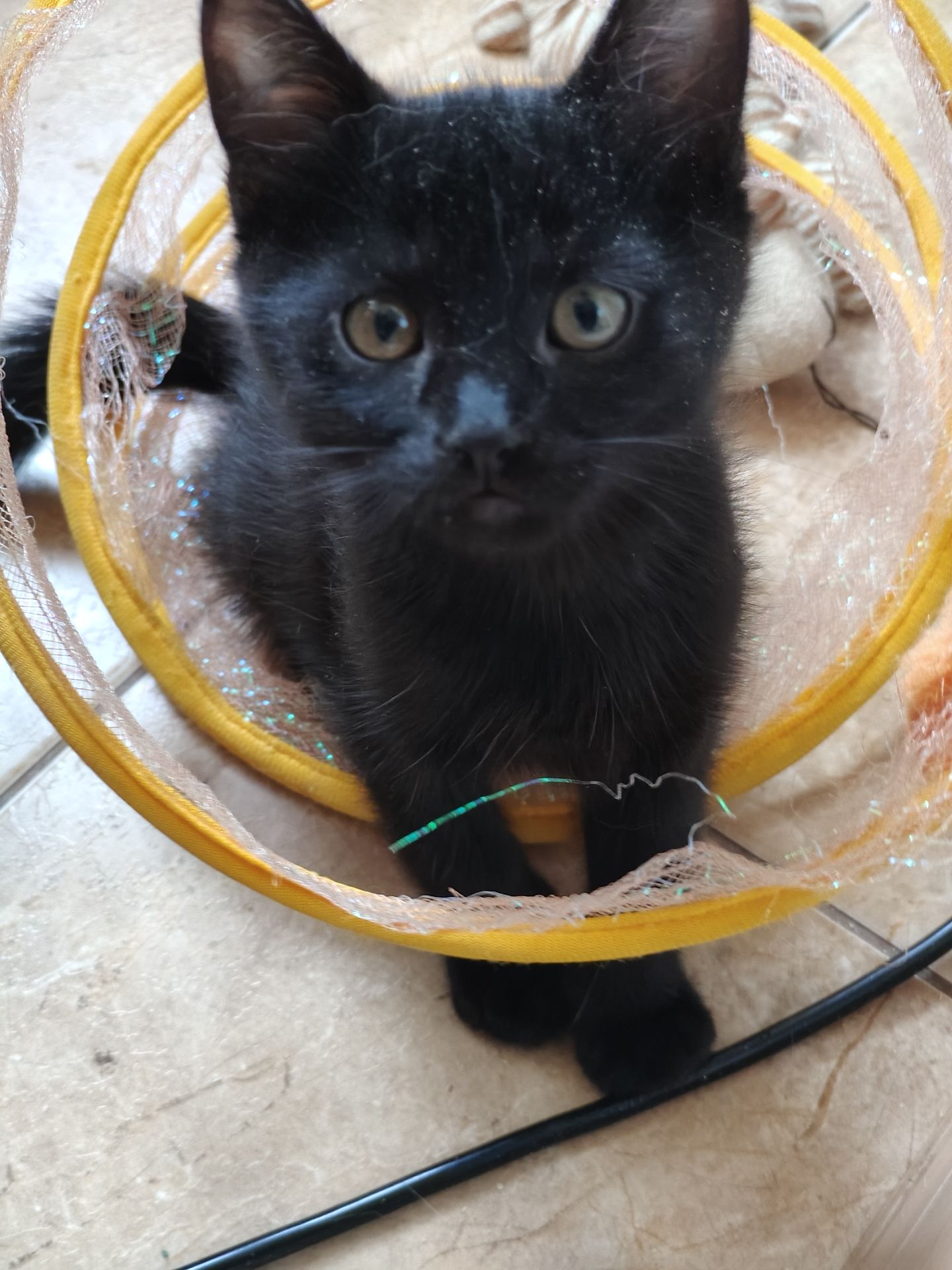Кошеня