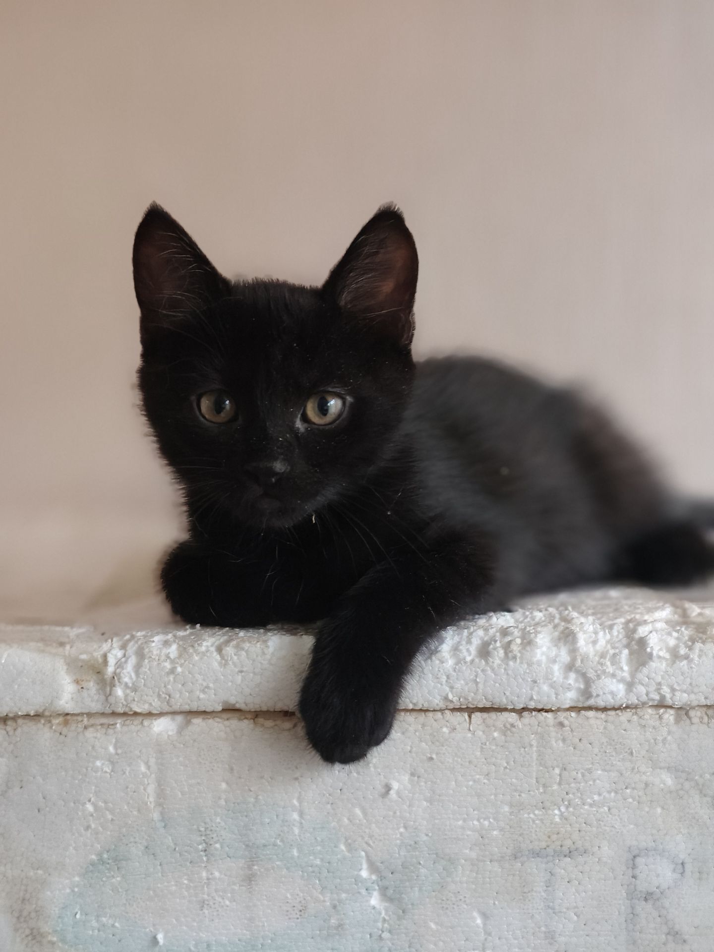 Кошеня