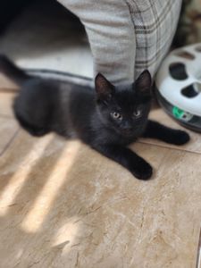 Кошеня